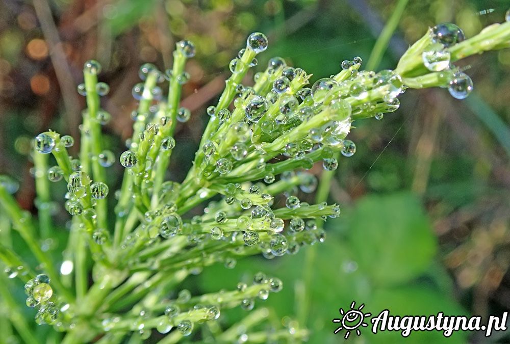 Czerwcowa sobota, czyli 04-06-2016 w Jastarni na P�wyspie Helskim