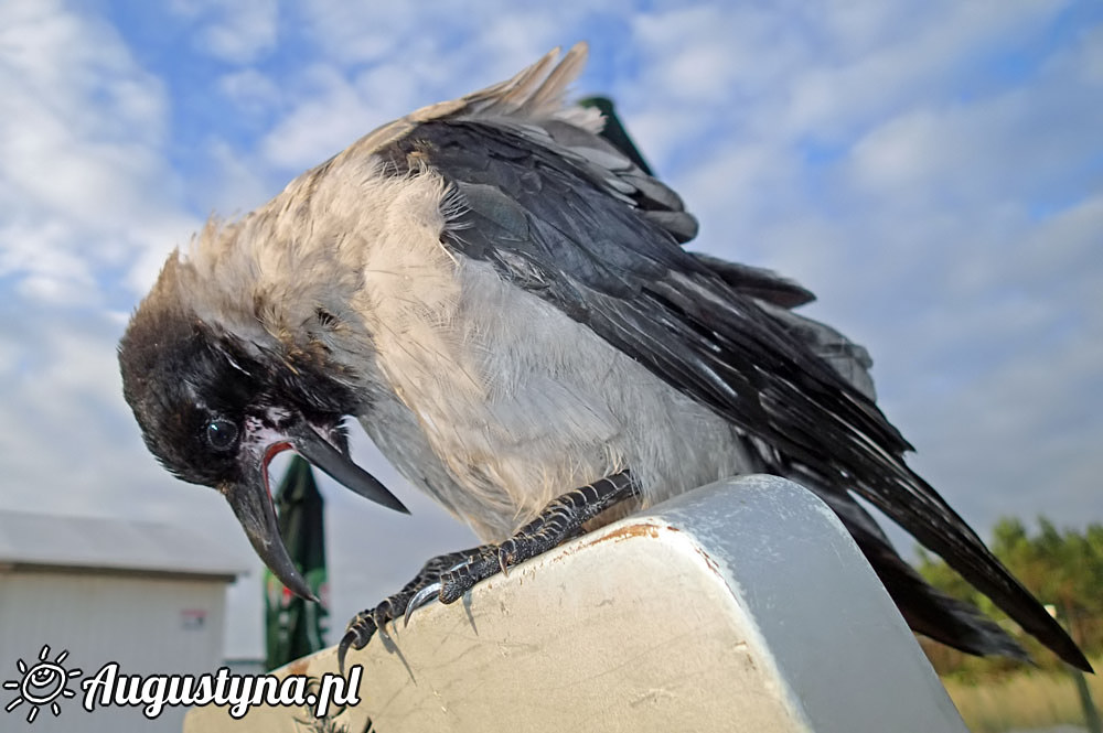 Wschd soca i wrona, czyli 18-07-2016 w Jastarni na Pwyspie Helskim