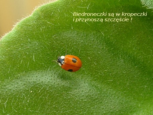 Kliknij tutaj, aby powrócić na stronę wysyłania pocztówek znad morza