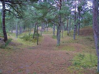 Losowe foto